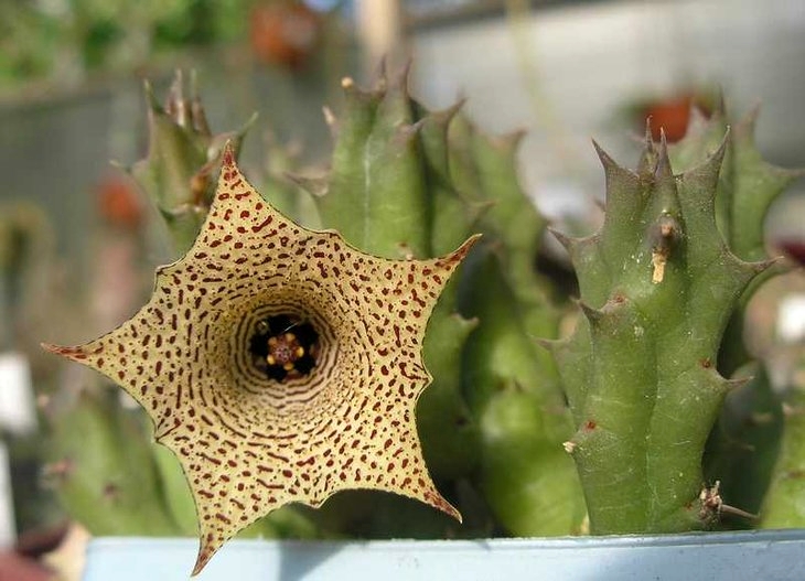 Huernia_concinna.JPG