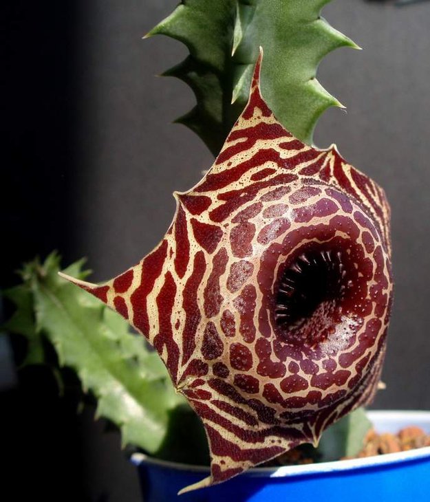 Huernia guttata ssp  reticulata
