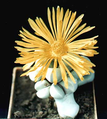 Lapidaria margaretae (2806 відвідувань) Фото и растение Александра и Cергея Червинко (Винница)
... Lapidaria margaretae