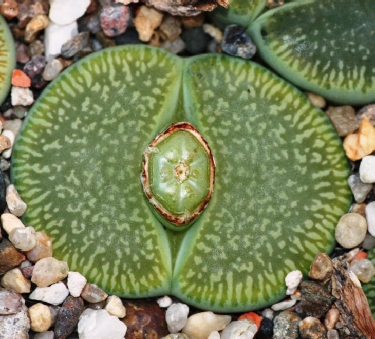 Lithops aucampiae subsp euniceae cv BellaKetty (1951 відвідувань) Lithops aucampiae subsp euniceae cv BellaKetty