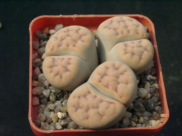 Lithops erniana v eloy (1710 відвідувань) Lithops erniana v eloy
