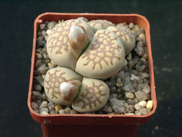 Lithops fulleri v brunnea (1690 відвідувань) Lithops fulleri v brunnea
