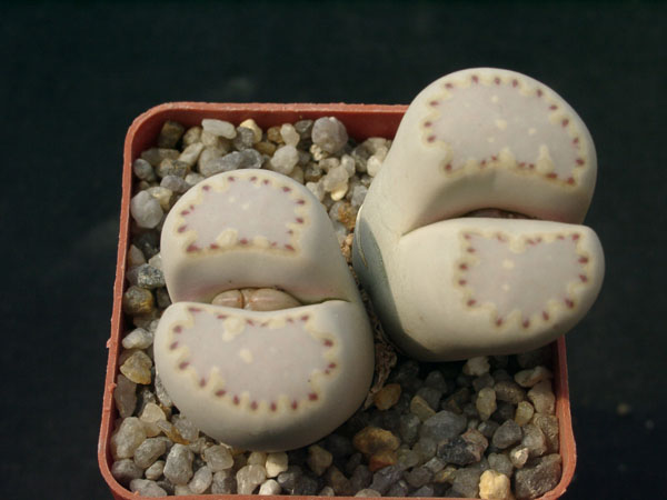 Lithops fulleri v rouxii (1680 відвідувань) Lithops fulleri v rouxii