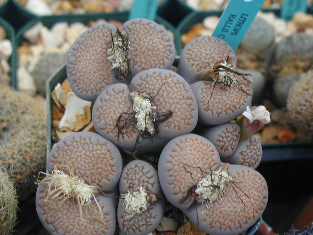 Lithops_hallii_C375.JPG