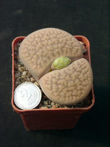Lithops hookerii (1638 відвідувань) Lithops hookerii