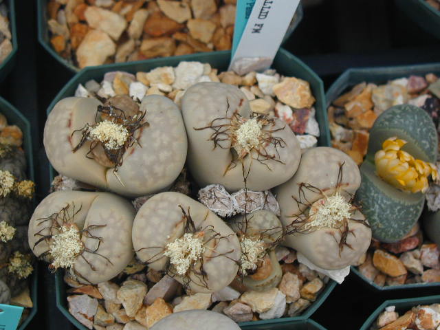 Lithops_julii_chrysocephala__pallid_form.JPG