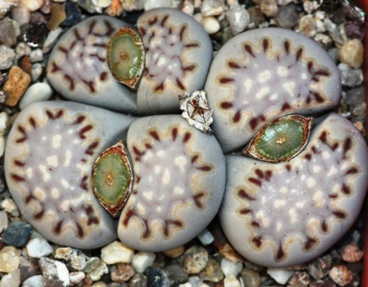 Lithops julii ssp fulleri v fulleri C 056 (1418 відвідувань) Lithops julii ssp fulleri v fulleri C 056
