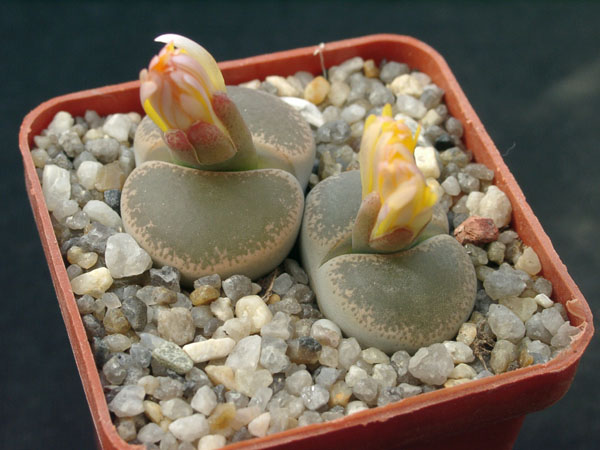 Lithops_lesliei_v_venteri_maraisi.jpg