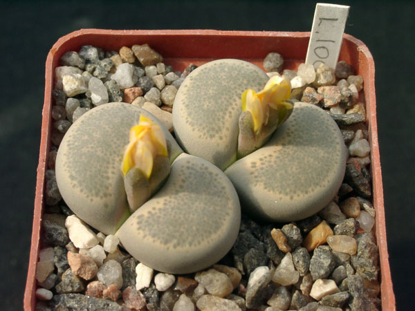 Lithops_localis.jpg