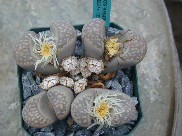 Lithops_marmorata_v__elisae_C251.JPG