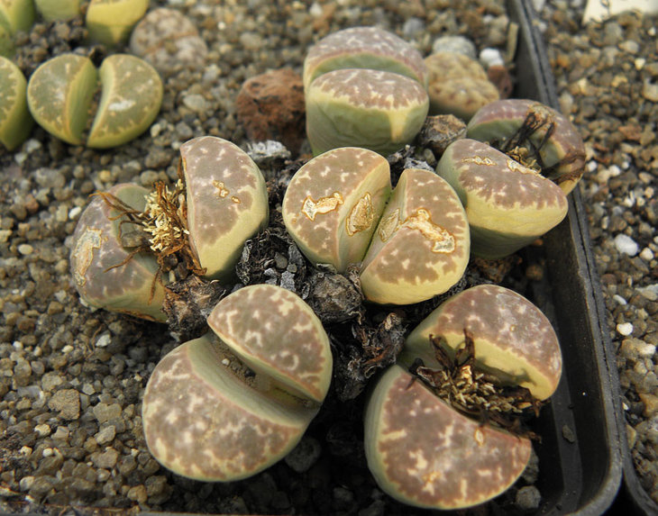 Lithops_naureeniae.jpg