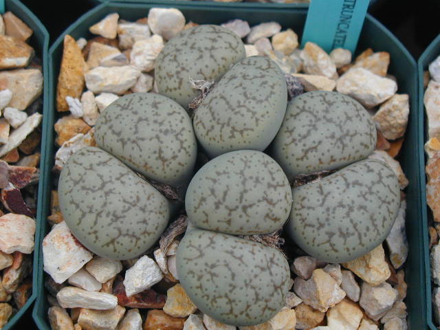 Lithops_pseudotruncatella_alpina_C381.JPG