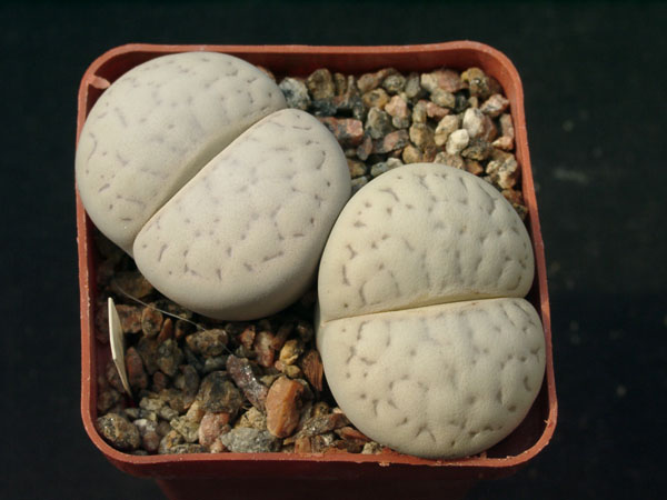 Lithops_vallismariae.jpg