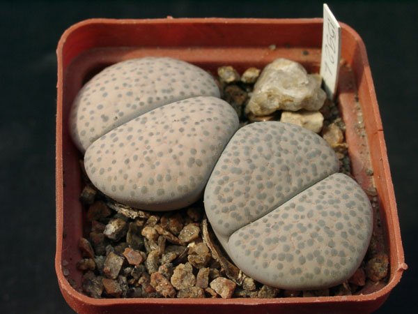 Lithopsfe_fulviceps_v_lactinea_C222.jpg
