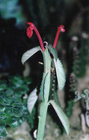 Monadenium coccineum (2991 відвідувань) Фото и растение Татьяны Кецко (Киев) Monadenium coccineum