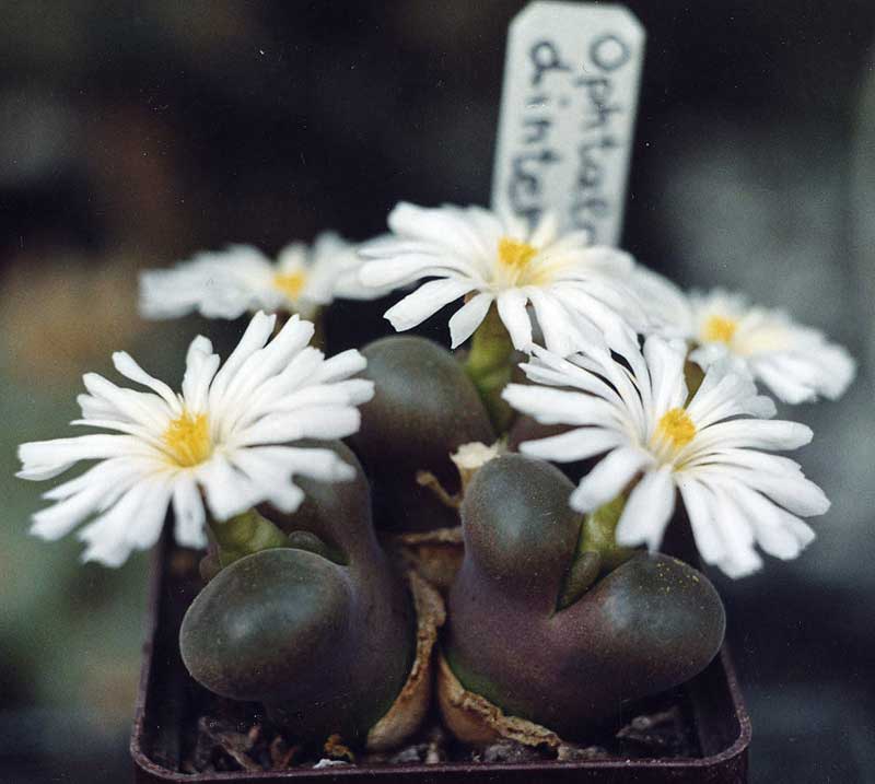 Ophtalmophyllum dinteri