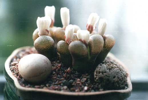Ophthalmophyllum praesectum (2978 відвідувань) Фото и растения Татьяны Кецко (Киев)
Ophthalmophyllum praesectum