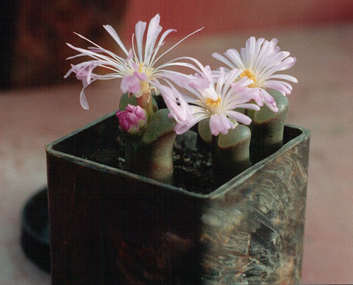 Ophthalmophyllum praesectum