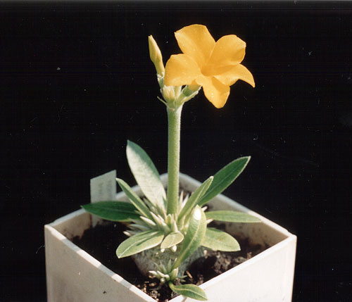 Pachypodium brevicaule (3155 відвідувань) Фото и растение Александра и Сергея Червинко (Винница)... Pachypodium brevicaule