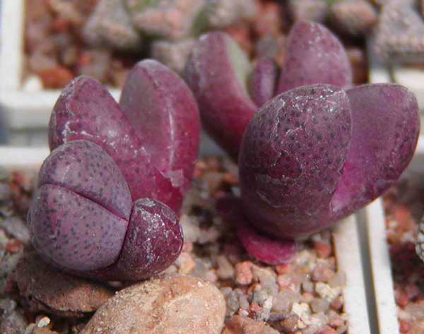 Pleiospilos nelii cv. 'Royal Flush' (3088 відвідувань) Фото и растения Натальи Эллис (Одесса) Pleiospilos nelii cv. 'Royal Flush'