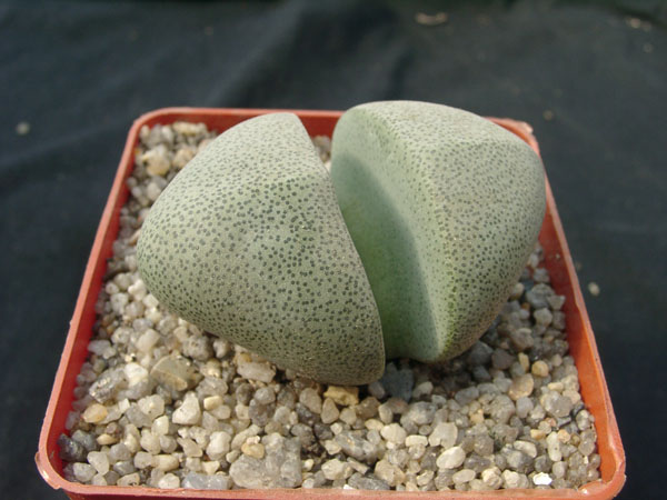 Pleiospilos neliii (1992 відвідувань) Pleiospilos neliii