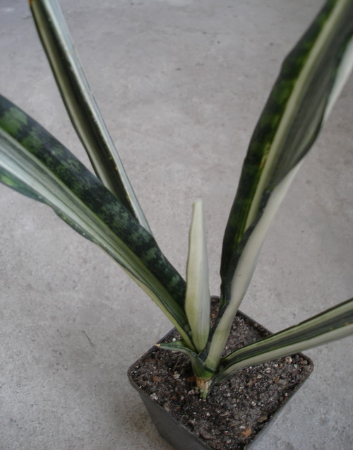 Sansevieria cv Bantel s Sensation Iv (2137 відвідувань) Sansevieria cv Bantel s Sensation Iv