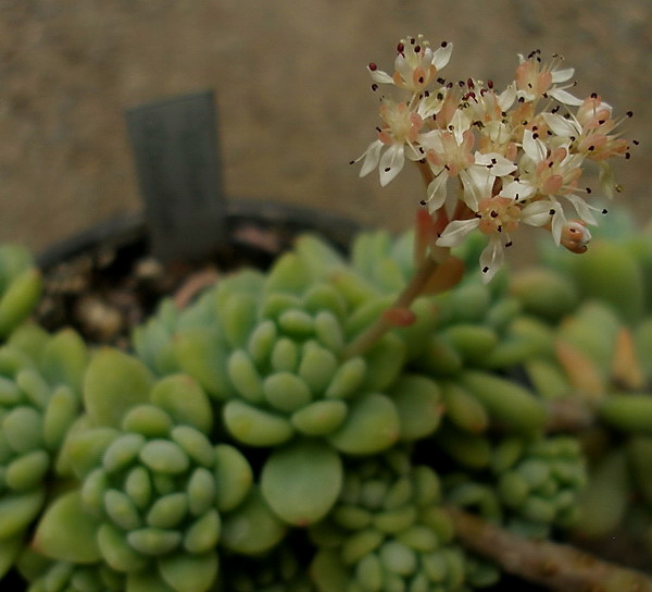 Sedum_clavatum1.JPG