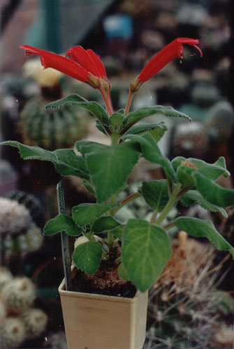 Sinningia cardinalis (2985 відвідувань) Фото и растение Александра и Сергея Червинко (Винница) Sinningia cardinalis