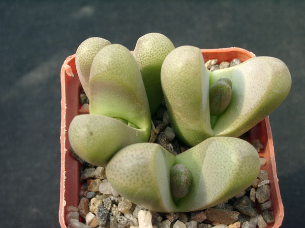 Tanquana_hilmarii.jpg