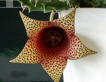 Tavaresia_barklyi_X_Orbea_variegata.jpg
