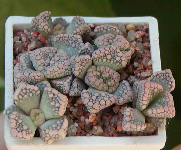 Titanopsis calcarea MG 1870.22 (2958 відвідувань) Фото и растение Натальи Эллис (Одесса)
Titanopsis calcarea MG 1870.22