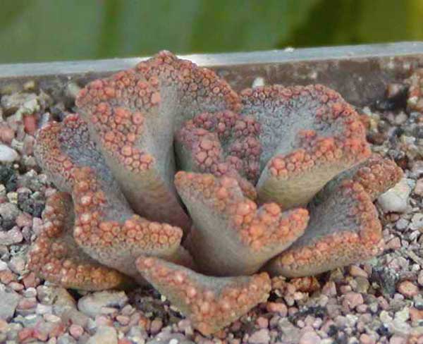 Titanopsis aff. calcarea MG 1870.5 (2966 відвідувань) Фото и растение Натальи Эллис (Одесса)
Titanopsis aff. calcarea MG 1870.5