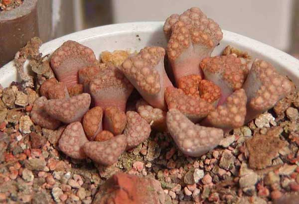 Titanopsis hugo-sсhleсhteri (2931 відвідувань) Фото и растения Натальи Эллис (Одесса)
Titanopsis hugo-sсhleсhteri