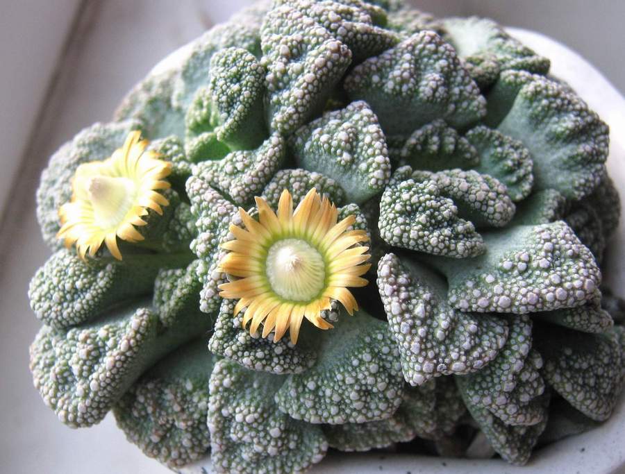 Titanopsis calcarea B FG (1981 відвідувань) Titanopsis calcarea B FG