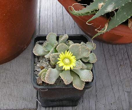 titanopsis calcarea FG Vl Tkachenko Vilkovo (2330 відвідувань) titanopsis calcarea FG Vl Tkachenko Vilkovo