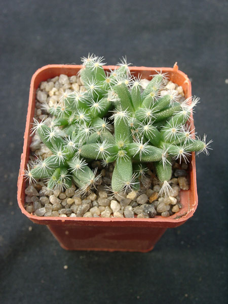 Trichodiadema densum (3112 відвідувань) Фото и растение Александра и Сергея Червинко (Винница)... Trichodiadema densum