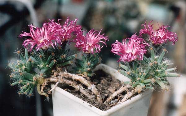 Trichodiadema densum (2935 відвідувань) Фото и растение Александра и Cергея Червинко (Винница)
... Trichodiadema densum