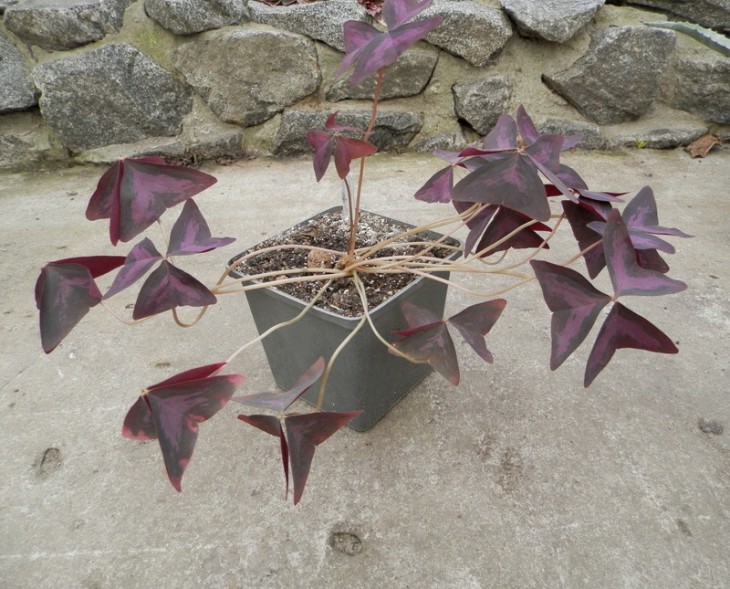 Oxalis_regnelli.JPG